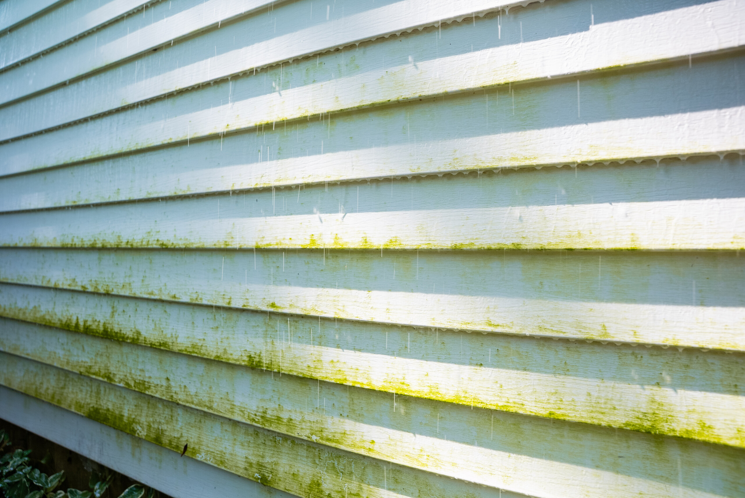 Green algae and mildew on siding before soft washing
